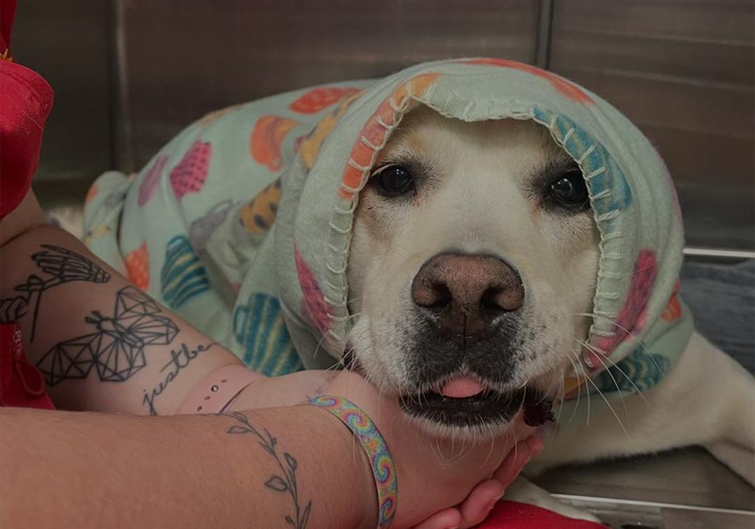 Dog After Surgery