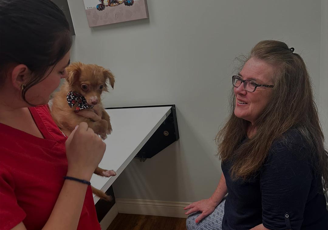 Puppy At Wellness Care Appointment