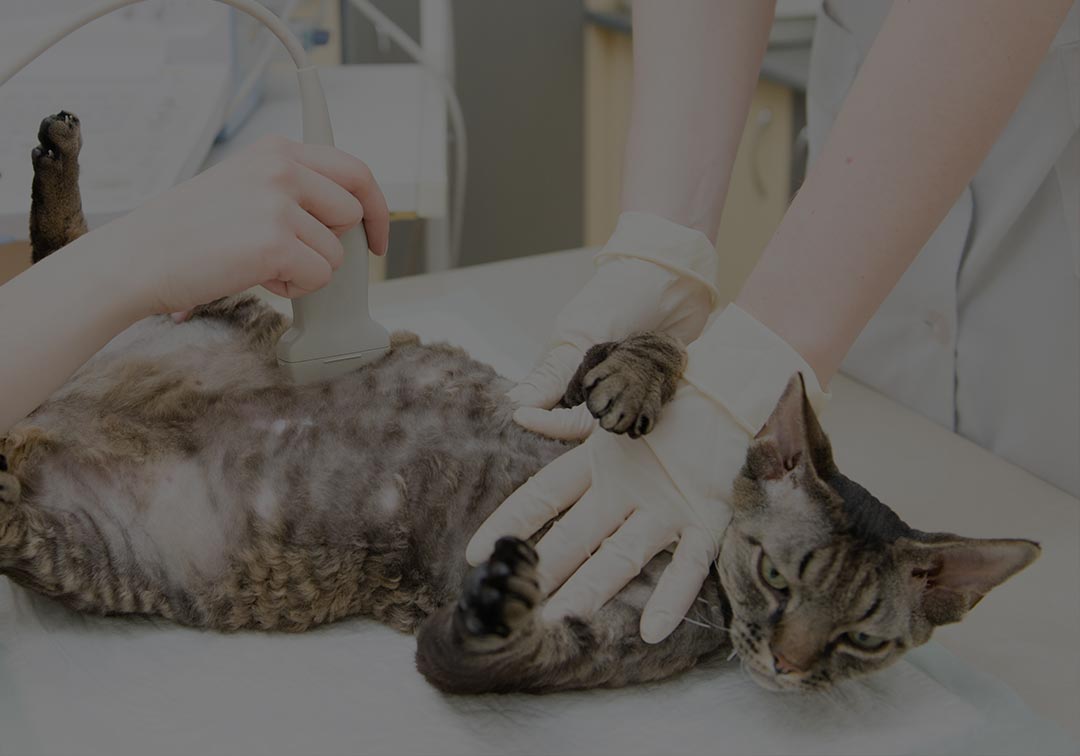 Ultrasound On Cat