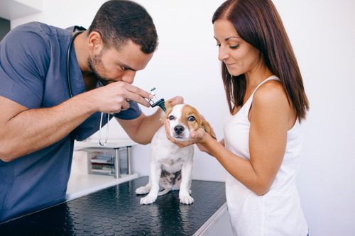 male-vet-examining-small-dog's-ear-at-clinic-while-female-owner-holds-the-dog
