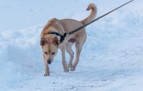 dog-walking-on-snowy-path-on-a-leash