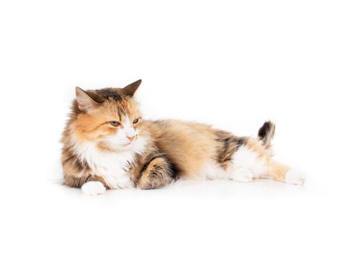 relaxed-tricolor-cat-laying-on-the-floor