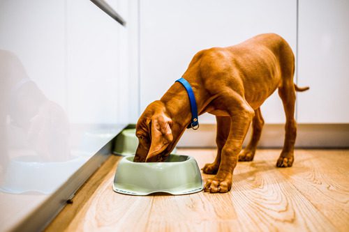 brown-dog-eating-from-food-bowl-on-the-floor-in-the-kitchen