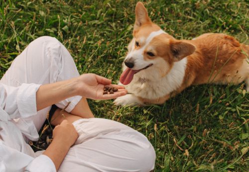 female owner offering small handful of kibble for corgi dog outside