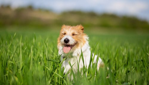 jack russell terrier dog panting with its eyes closed in a grassy field on a sunny day