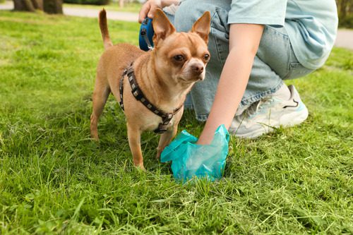 female pet owner picking up chihuahua's poop in the park