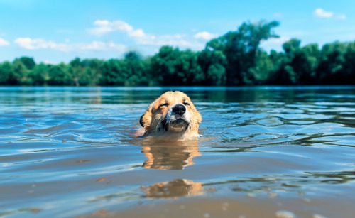 corgi dog swimming in the lake on a sunny day