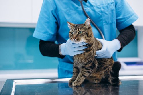 vet examining cat at clinic