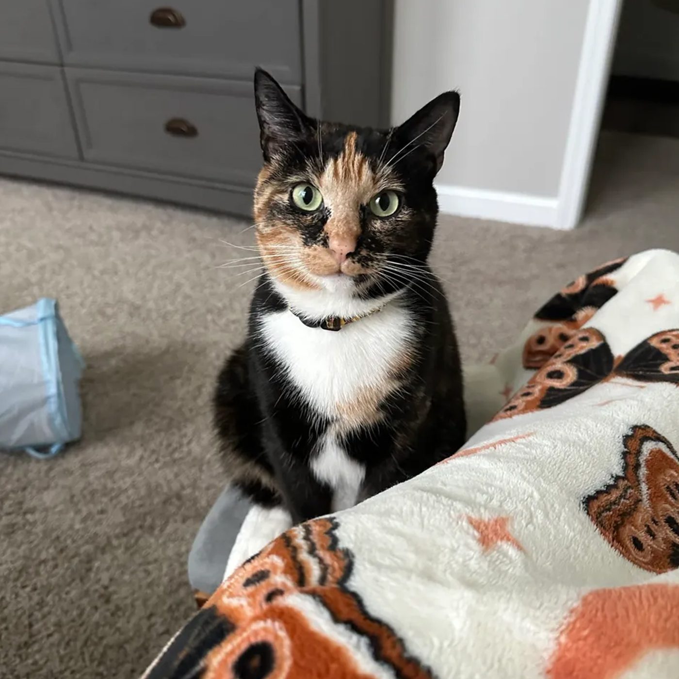 Calico Cat Sitting On Carpet