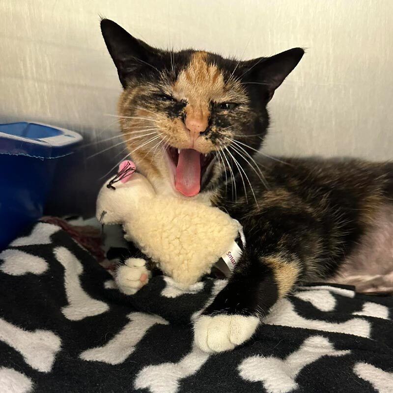 Calico Cat Yawning