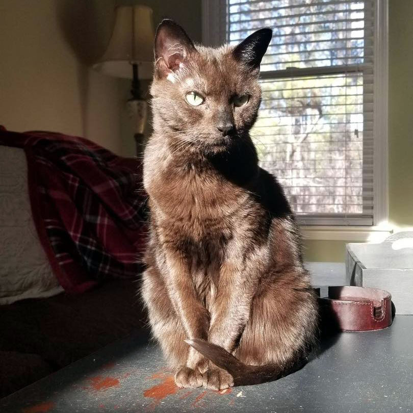 brown cat basking in the sunlight