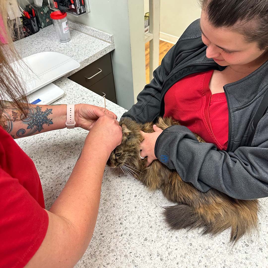 veterinarian with feline patient