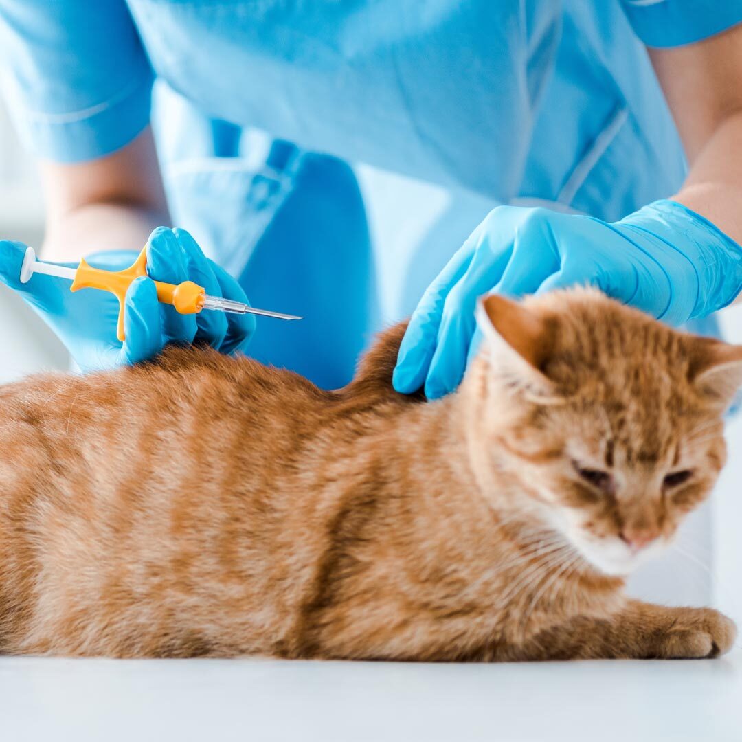 Cat Getting Microchipped