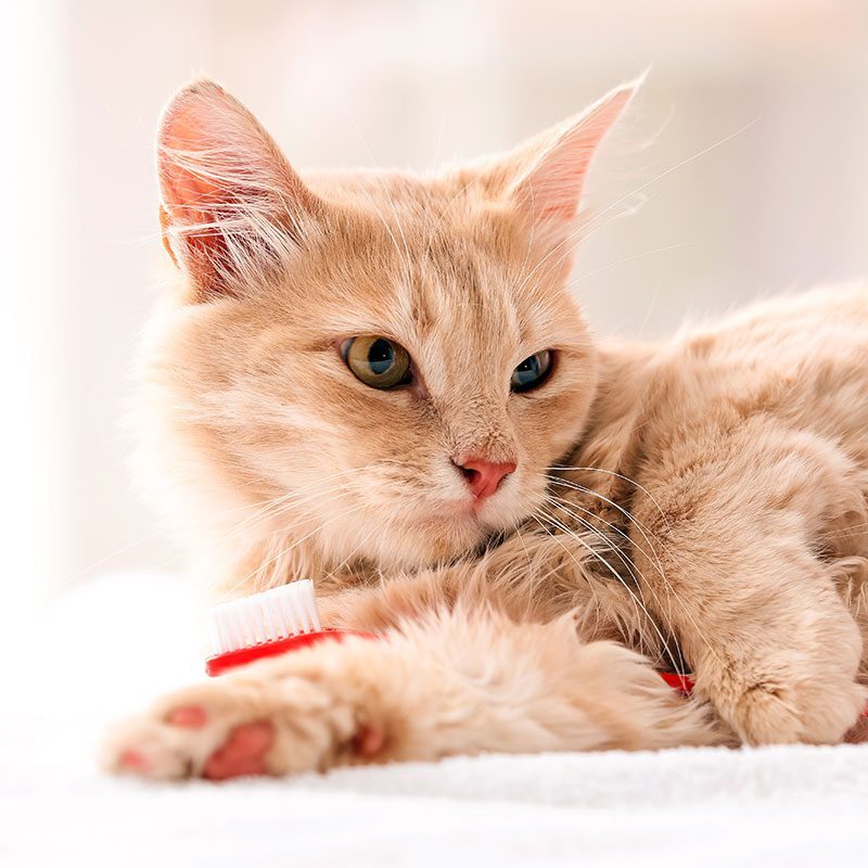 Cat With A Toothbrush