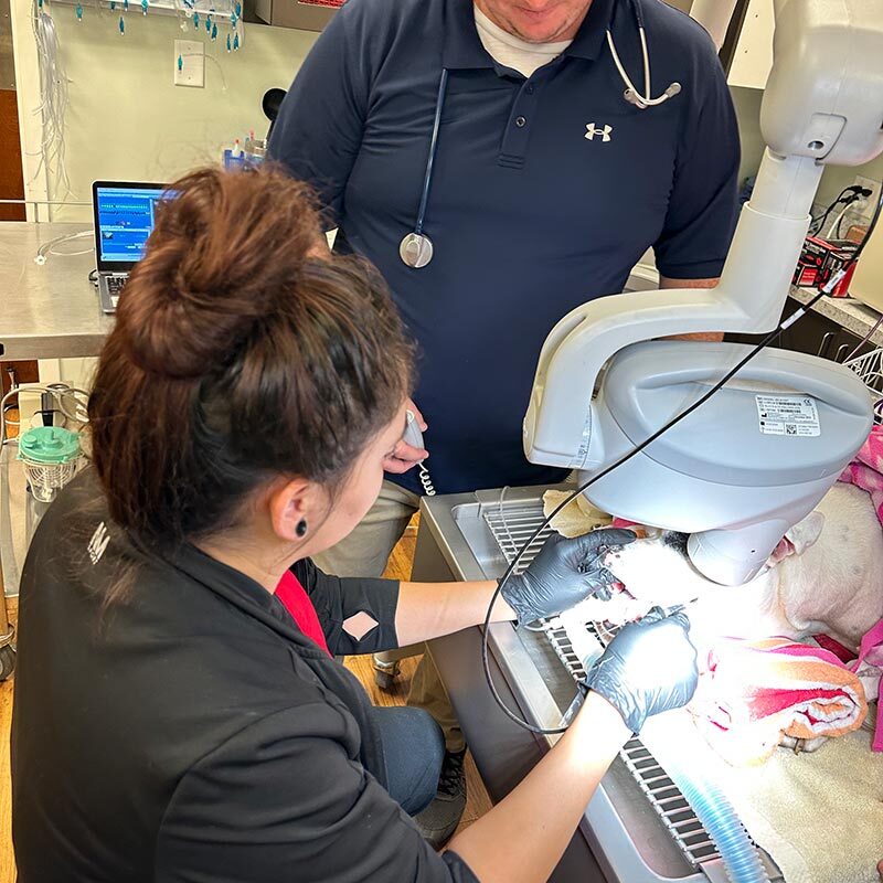 Dental Xray On Cat