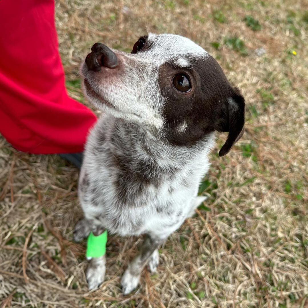 dog with a bandage of his leg after diagnostic testing