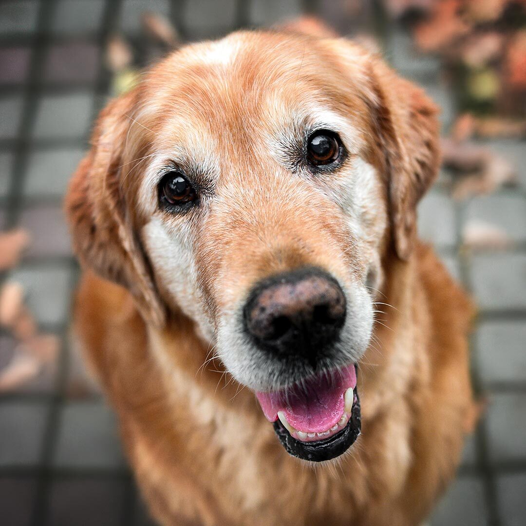 smiling old dog