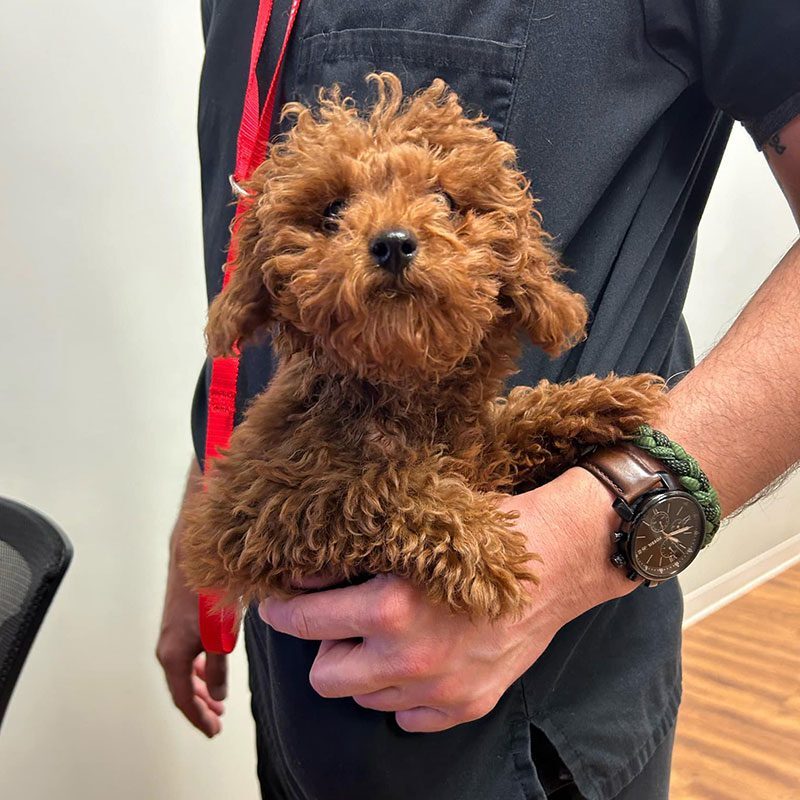 Male Tech Holding Cute Puppy