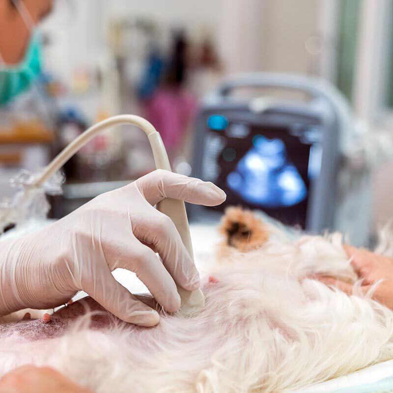 Ultrasound On Small Dog