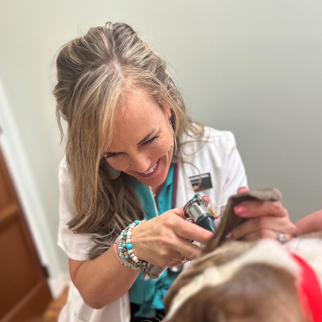 Veterinarian Checking Dogs Ear