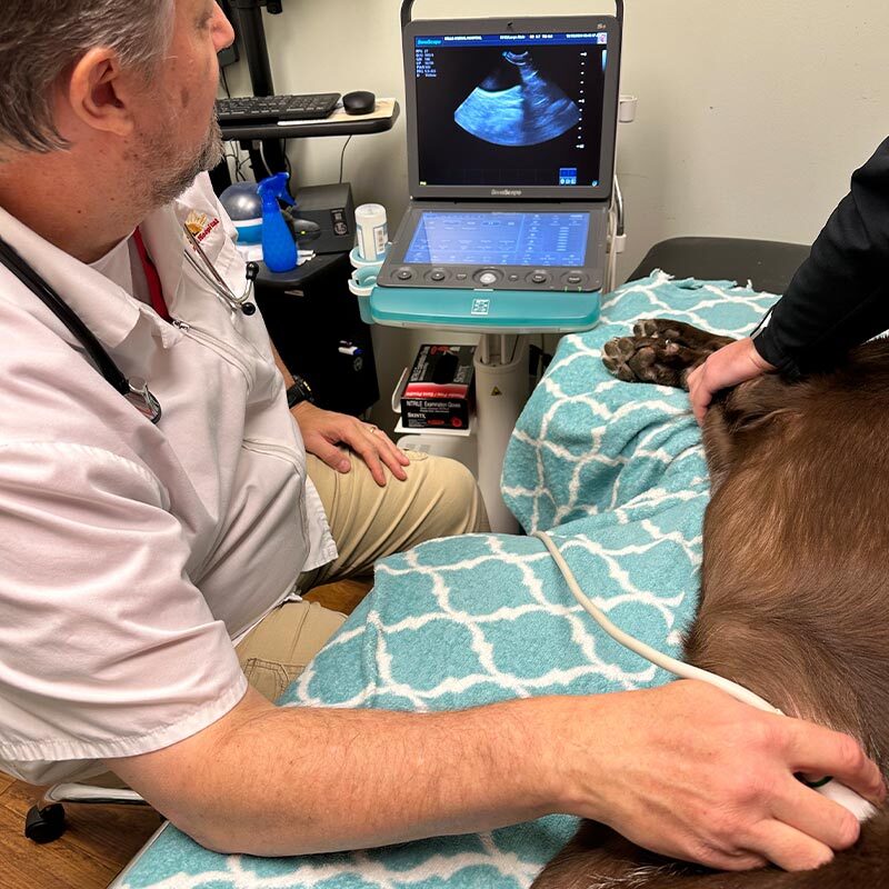 Veterinarian Performing Ultrasound On Dog