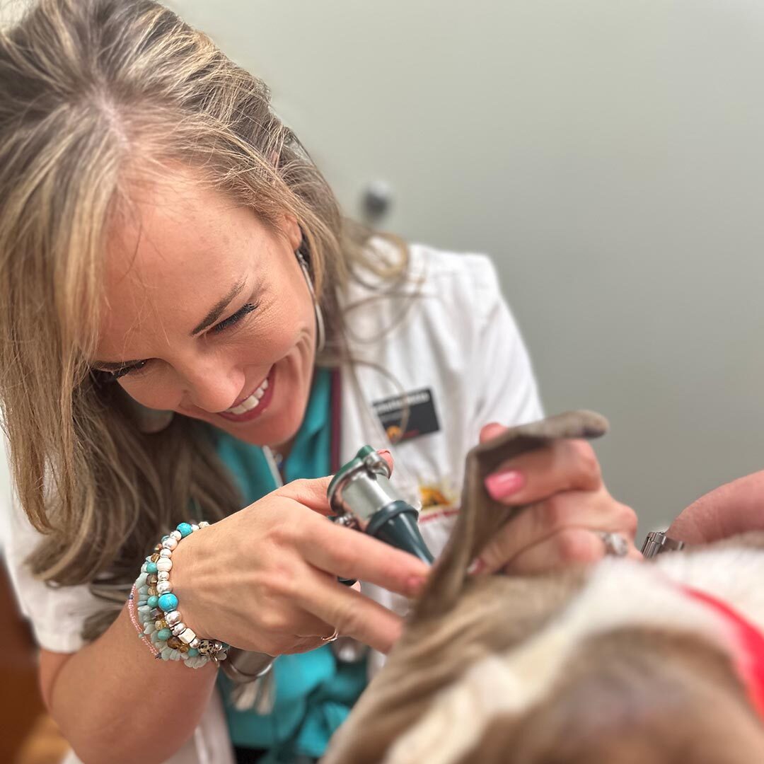 smiling veterinarian checks dog's ears